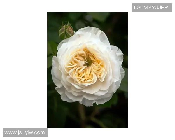 足球明星苏牙独特纹身图揭示他的个性与故事背后的深意